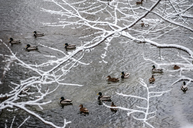 Patos nadando un o rio durante o inverno. Clima de inverno