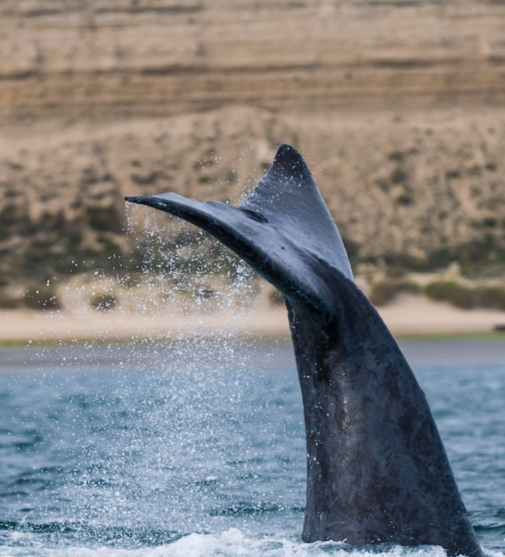 Península de Valdes Patagônia Argentina