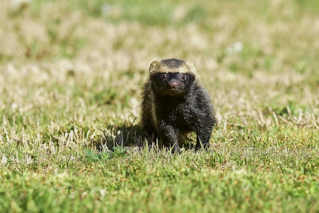 Pequeno GrisonPampas Patagônia Argentina