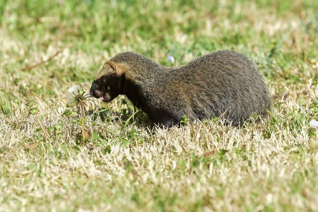 Pequeno GrisonPampas Patagônia Argentina