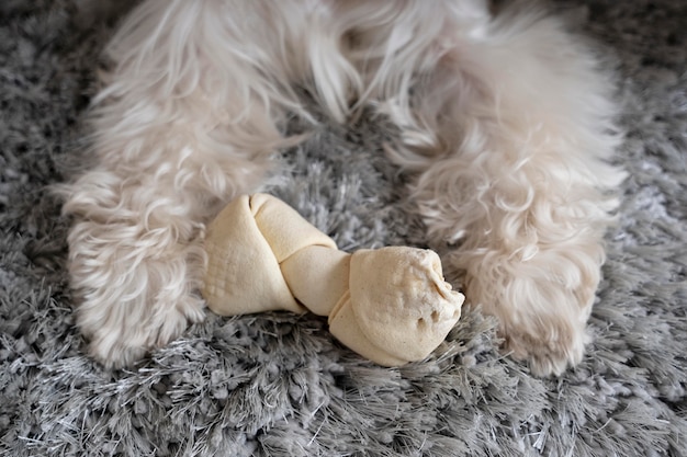 Pernas de cachorro fofas e brinquedo