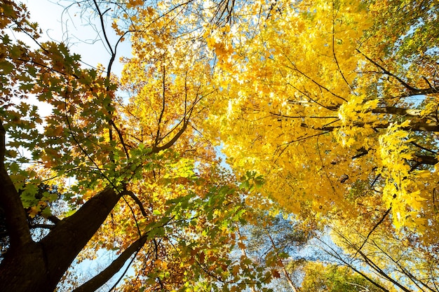 Perspektive herauf Blick auf den Herbstwald mit leuchtend orangefarbenen und gelben Blättern. Dichte Wälder mit dicken Baumkronen bei sonnigem Herbstwetter.