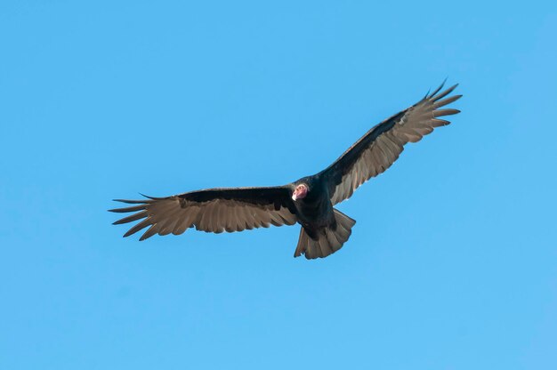 Peru Vulture planejando voo Patagônia Argentina