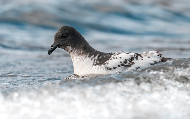 Petrel do Cabo nadando nas águas da Antártida