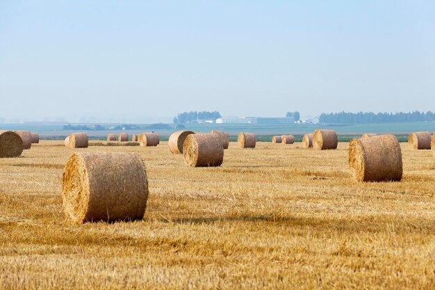 Pilha de palha no campo