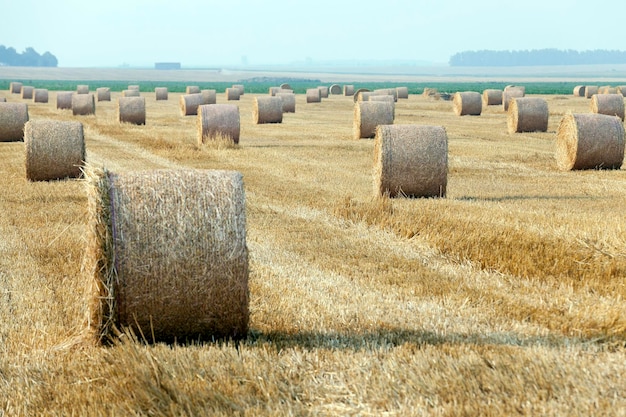 Pilha de palha no campo