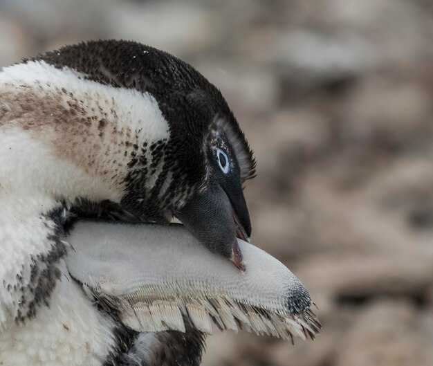 Pinguim Adelie juvenil mudando de penas Ilha Paulet Antártica