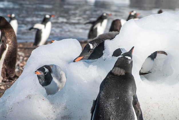 Pinguim Gentoo Neko porto Antártida