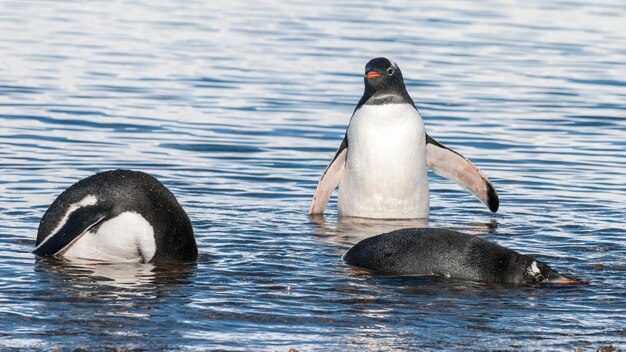 Pinguim Gentoo Neko porto Antártida