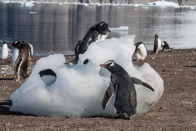 Pinguim Gentoo Neko porto da Antártida