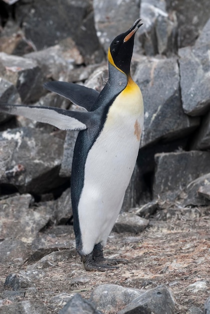 Pinguim-imperadorAptenodytes forsteri em Port Lockroy Goudier island Antartica