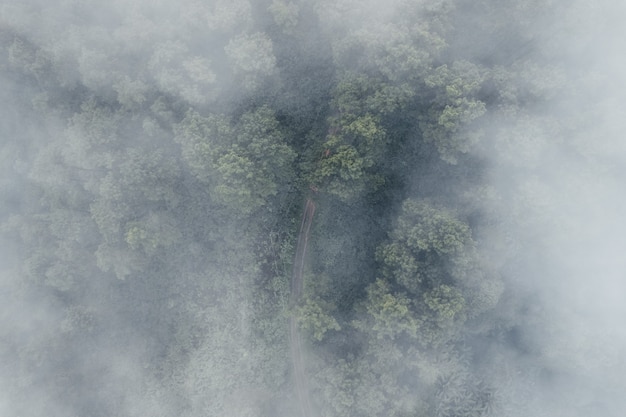 Pinho da floresta na Ásia, estrada para a floresta em um dia de neblina