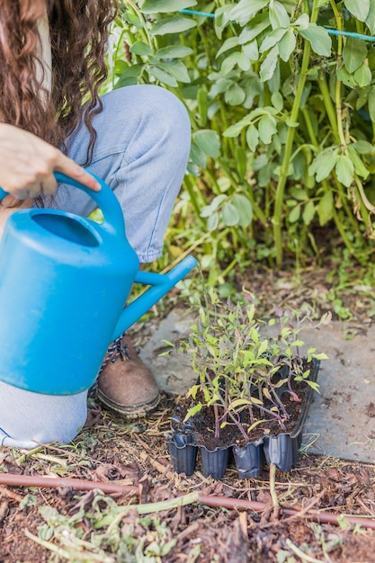 Planta de tomate em crescimento de água no jardim urbano Mulher marroquina jardinando alimentos orgânicos