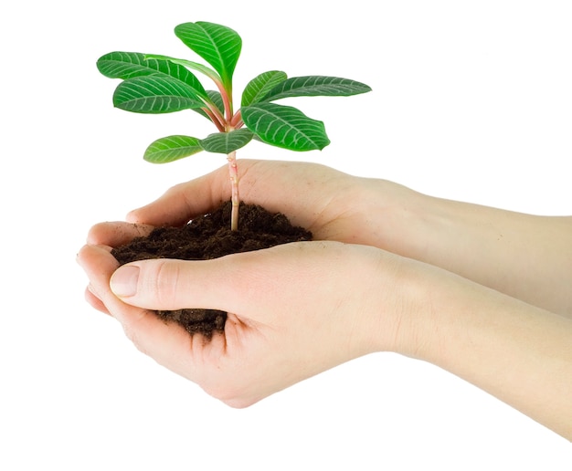 Planta em uma mão isolada no branco