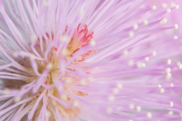 Planta sensível de flor macro fundo