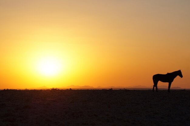 Por do sol do cavalo em Aus, Namíbia