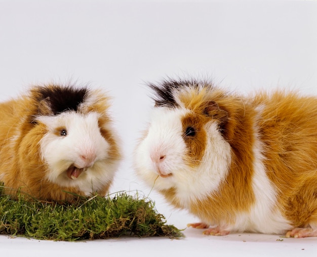 Foto porcos-da-guiné cavia porcellus