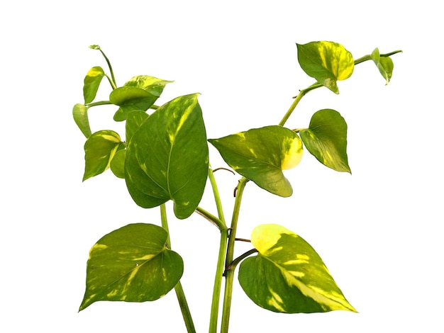 Pothos dourados ou folhas de Epipremnum aureum em fundo branco