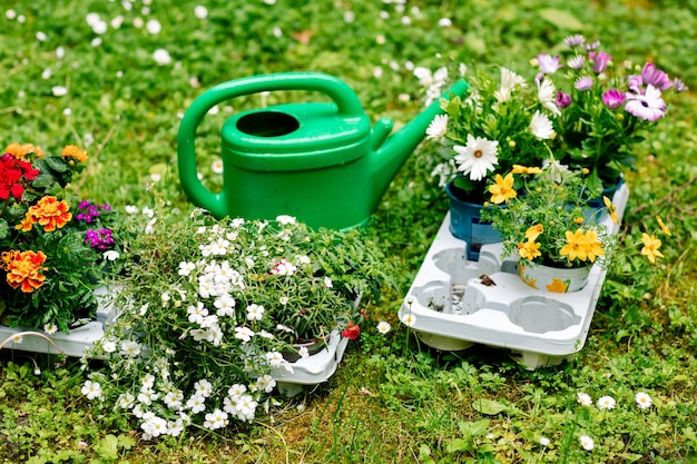 Preparação antes do transplante de flores na varanda, regador e mudas.