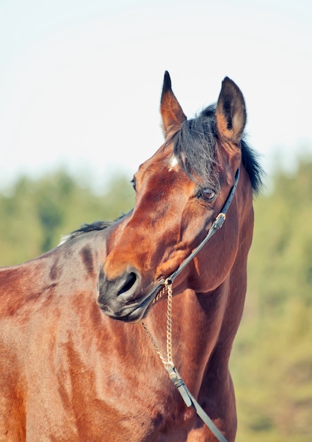 Foto próximo plano do cavalo