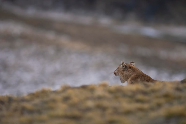 Puma caminhando em ambiente de montanha Parque Nacional Torres del Paine Patagônia Chile