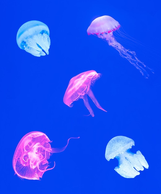 Foto quallen schwimmen im meer vor blauem hintergrund