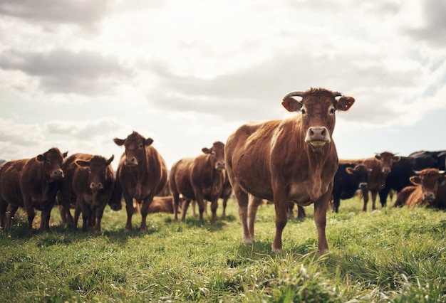 Quer ouvir uma piada É realmente emocionante Foto de um rebanho de vacas em uma fazenda