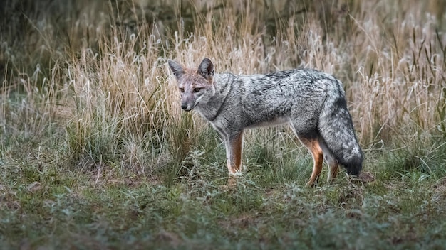 Raposa cinzenta da Patagônia Patagônia Argentina