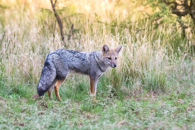 Raposa das Pampas Patagônia Argentina