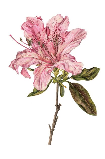 Foto realistische bleistiftzeichnung azalea blume bleistiftskizze textur blüteblattpflanze