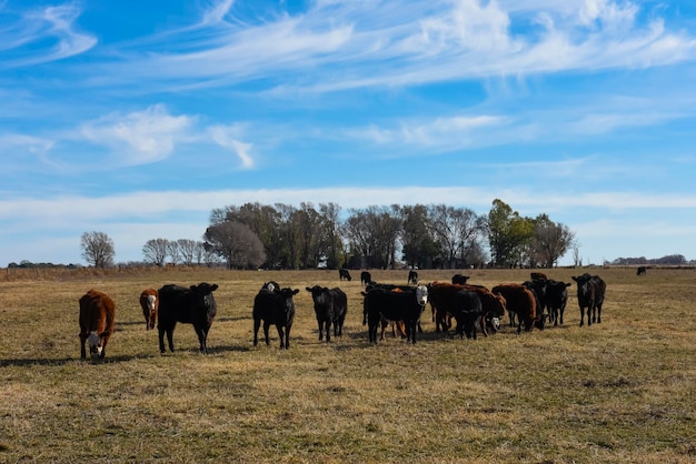 Rebanho de gado no campo argentino La Pampa província Patagônia Argentina