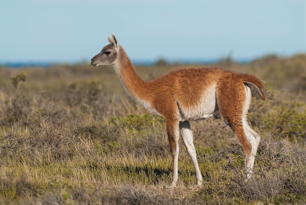 Rebanho de Guanacos na Península Valdés, Província de Chubut, Patagônia, Argentina.