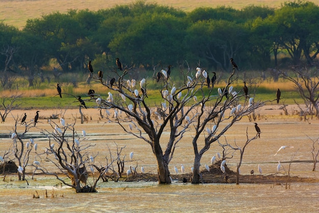 Rebanho de pássaros empoleirado, província de La Pampa, Patagônia, Argentina.