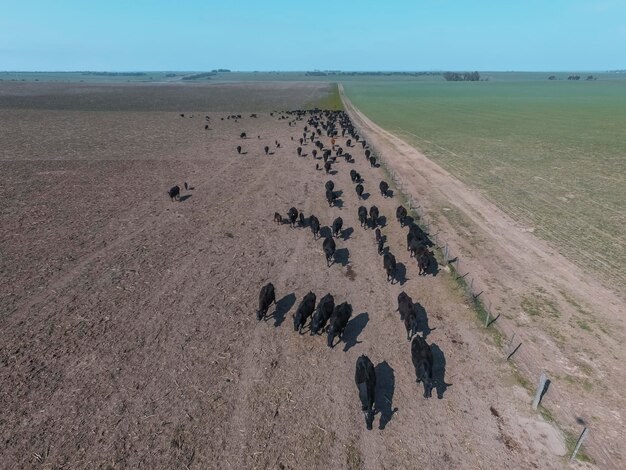 Rebanho de vacas no campo das pampas na Argentina