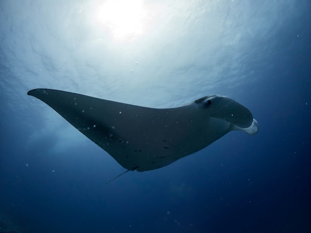 Foto recife manta ray