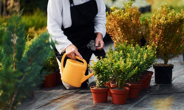 Regar plantas A mulher sênior está no jardim durante o dia