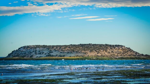 Reserva Natural Isla de los Pajaros Península Valdés Argentina