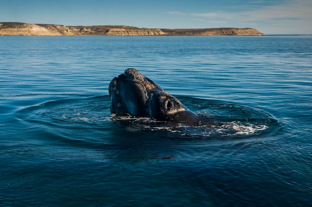 Respiração da baleia franca austral, Península Valdés, Província de Chubut, Patagônia, Argentina.