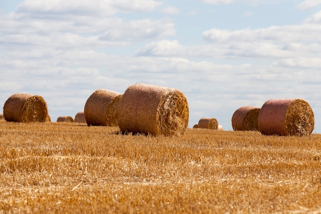 Restolho de trigo em um campo rural