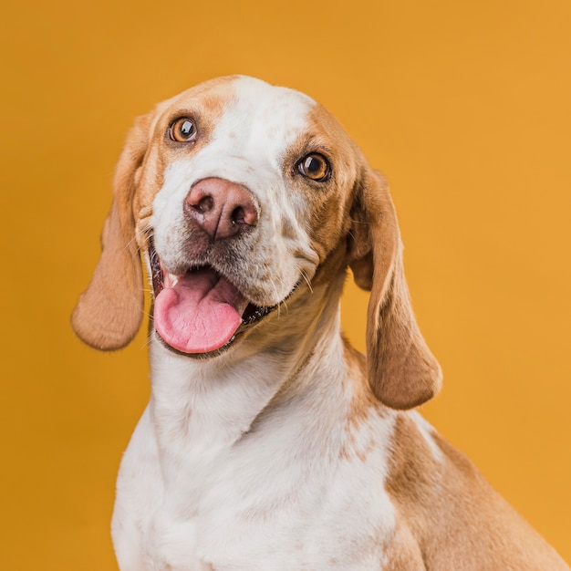 Retrato de cachorro saindo da língua