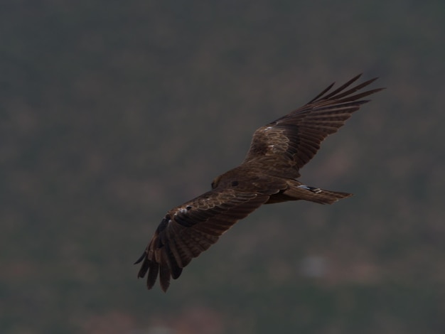 Foto retrato em close-up da águia amarela aquila rapax com asas voadoras espalhadas em aksum, etiópia