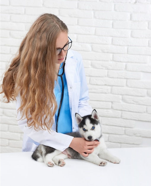 Foto retrato vertical de uma veterinária examinando o cachorrinho husky usando o estetoscópio.