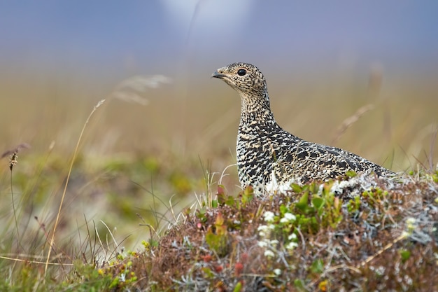 Rock ptarmigan sentado na charneca em icenalnd de lado