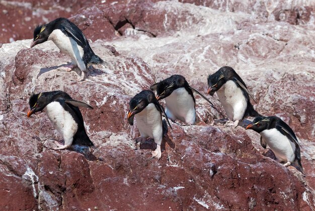 Rockhopper Penguin Penguin IslandPuerto Deseado Santa Cruz Província da Patagônia Argentina