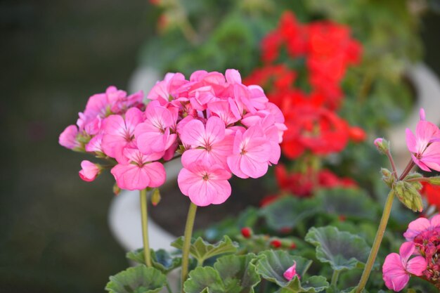 Foto rosa geraniumblumen sonnenlicht schöne kleine geraniumblume schöne geranium in der ausstellung