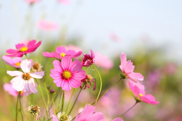 Rosa Kosmosblume, die am Blumenfeld blüht