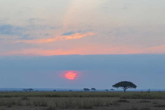 Roter Sonnenuntergang in Afrika Amboseli Kenia