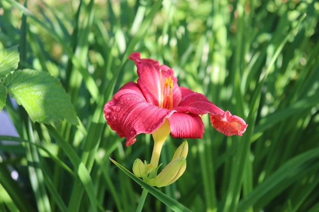 Roter Taglilienblütenstand, eine Lilie mit Knospen