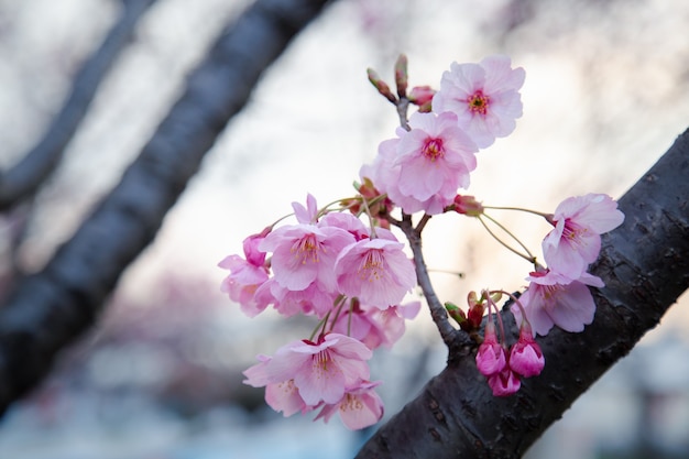 Sakura oder Kirschblüte oder japanische Kirschblume, die im Garten blüht.