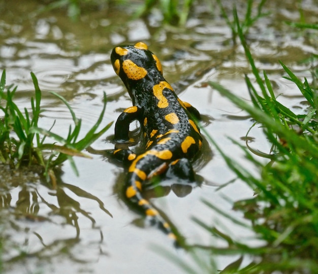 Salamandra nas montanhas dos Cárpatos, Polônia